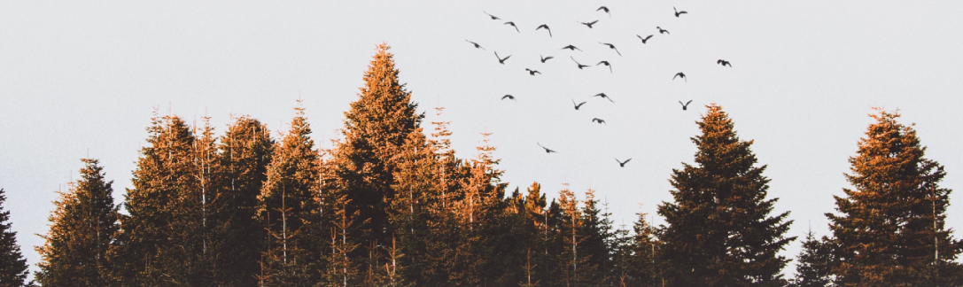 Décryptage : les labels environnement pour vos parquets